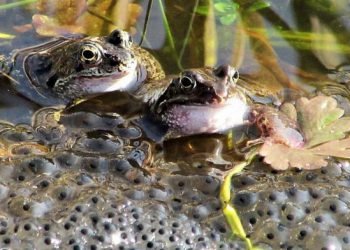 Arunachal Pradesh : 3 new species of tiny frogs discovered