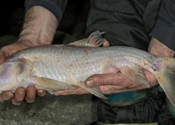 Meghalaya : World’s largest cave fish species found in Jaintia Hills