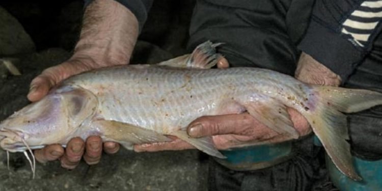 Meghalaya : World’s largest cave fish species found in Jaintia Hills