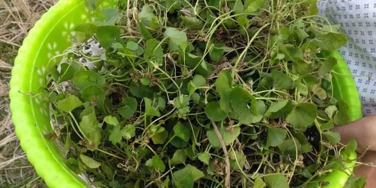 COVID 19 :   Hungry  villagers In Kokrajhar  forced to  eat  wild herbs to survive