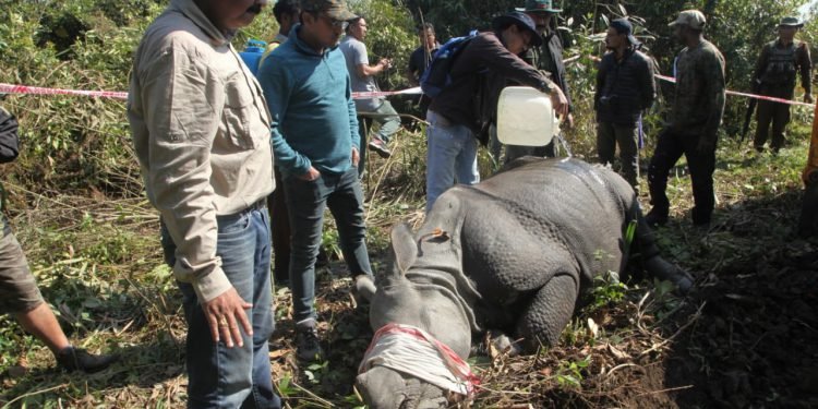 Assam: Two  female Rhinos  from Kaziranga set free in their new home in Manas