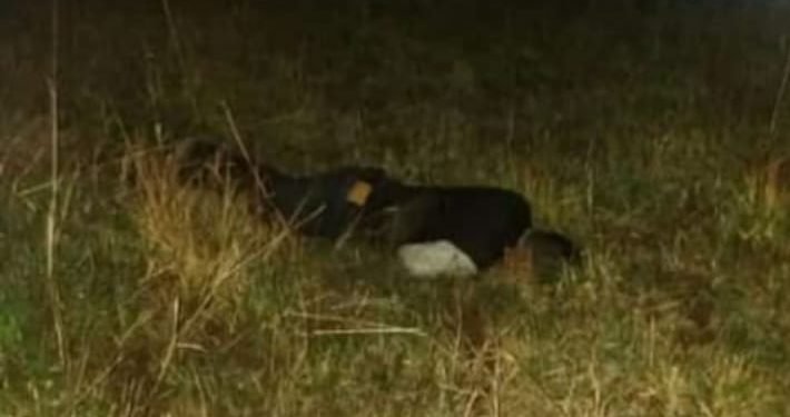 Meghalaya: Local Khasi boy killed , two seriously injured as villagers attack suspecting them of practicing witchcraft