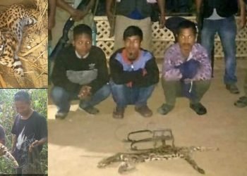 Meghalaya: 3 held for killing & consuming  leopard cat meat  in Garo Hills
