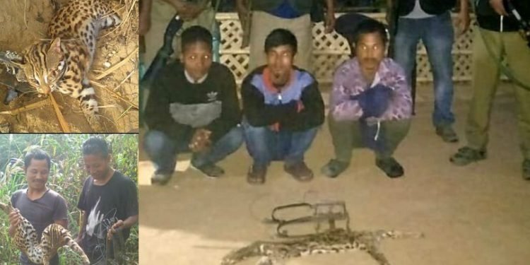 Meghalaya: 3 held for killing & consuming  leopard cat meat  in Garo Hills