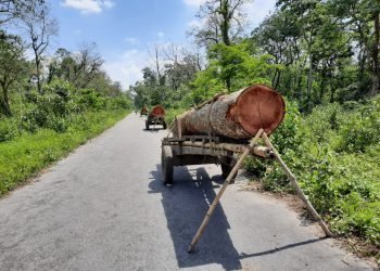 Assam : ABSU expresses  serious concern over deforestation in Kokrajhar