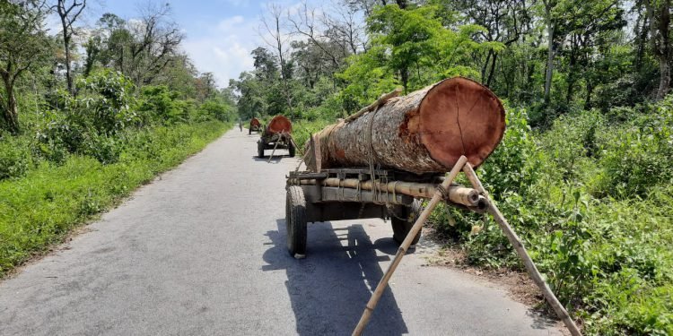 Assam : ABSU expresses serious concern over deforestation in Kokrajhar