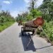 Assam : ABSU expresses  serious concern over deforestation in Kokrajhar