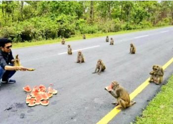 Arunachal Pradesh : People sometimes should  learn  social distancing from animals