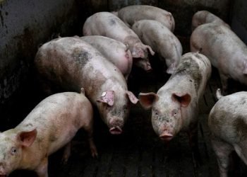 First Outbreak Of African Swine Flu Kills 2,500 Pigs In Assam