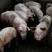 First Outbreak Of African Swine Flu Kills 2,500 Pigs In Assam
