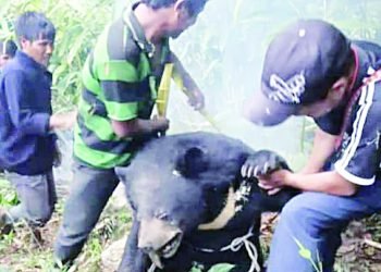 Meghalaya : Poacher arrested after photo of bear killing goes viral