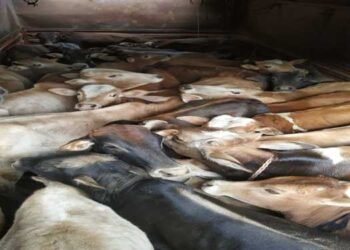 Meghalaya :  BSF troops seize 30  cattle  from a truck