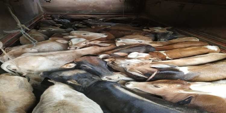 Meghalaya :  BSF troops seize 30  cattle  from a truck