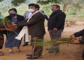 Meghalaya :IBSD  distributes  Lemon grass saplings to progressive farmers in Ri Bhoi