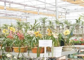 Meghalaya : Orchidarium reopened  at IBSD Shillong with an  Exhibition