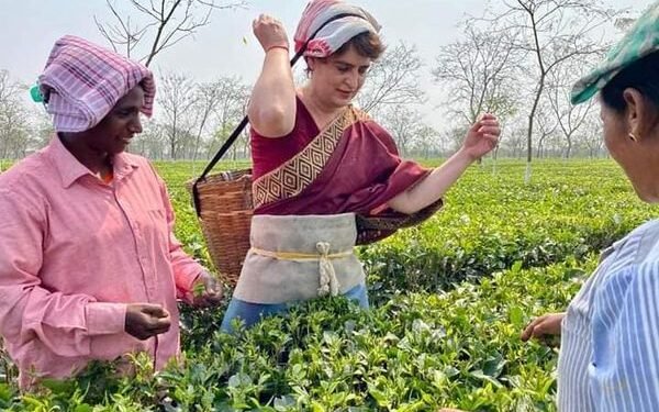 Priyanka Gandhi tries hand at plucking tea leaves in Assam
