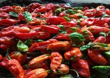 ‘ King Chilly  ’ from Nagaland finds its way internationally