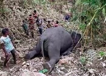 Lightning kills herd of 18 wild elephants in Assam