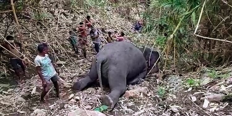 Lightning kills herd of 18 wild elephants in Assam