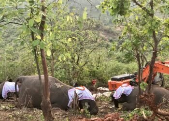 Assam : Last rites of 18  dead elephants performed