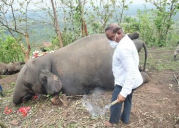 Assam : Last rites of 18  dead elephants performed
