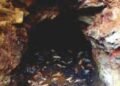 Meghalaya : 5 Miners feared trapped in East Jaintia Hills  Coal Mine