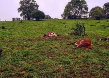 Meghalaya : 6 cattle die in lightning strike in SWGH