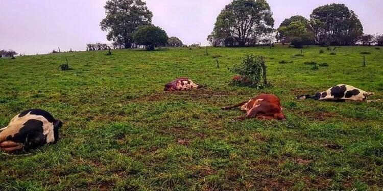 Meghalaya : 6 cattle die in lightning strike in SWGH