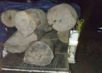 NGO asks authorities for more vigilance against rising cases of timber smuggling