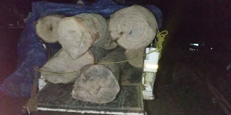 NGO asks authorities for more vigilance against rising cases of timber smuggling