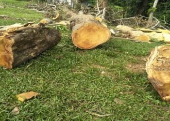BJP MDC raises concern over cutting down of trees within GHADC Chisobibra campus