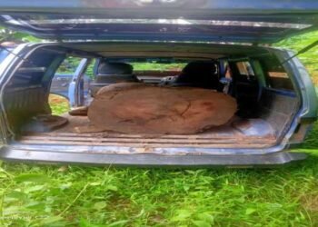 Van with illegal timber seized in North Garo Hills
