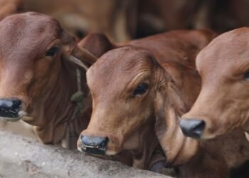 Assam Assembly passes cattle protection bill as Opposition stages walkout