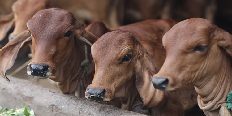 Assam Assembly passes cattle protection bill as Opposition stages walkout
