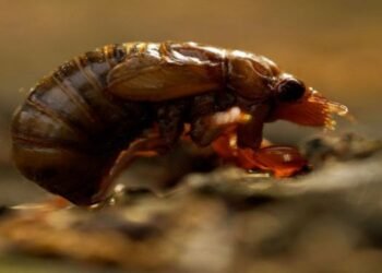 Meghalaya  scientists discover Nagaland’s first cicada species