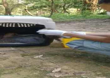 Baby leopard cat babies rescued by wildlife department in WGH