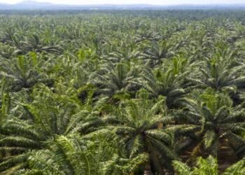 Opinion I Mega oil palm plantations may upset the environment