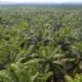 Opinion I Mega oil palm plantations may upset the environment