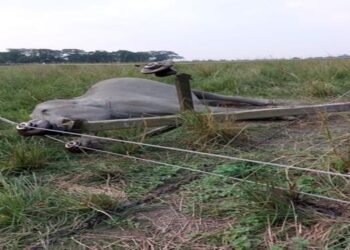 Elephant , swamp deer  and wild boars electrocuted in KNP