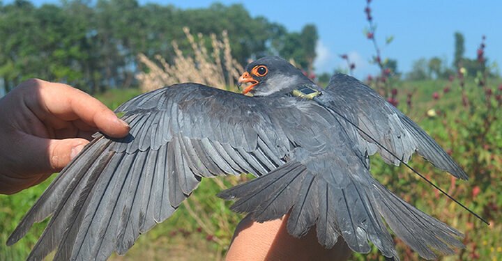 Amur Falcon festival to begin from Nov 12 in Ri Bhoi