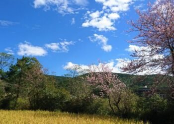 Social activist  criticizes state govt  for holding annual festivals