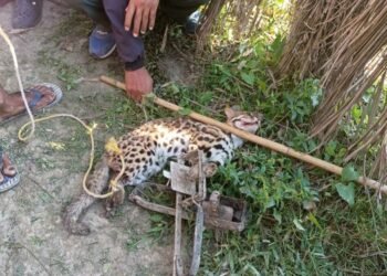 Leopard rescued at Aaulaguri village in Kokrajhar