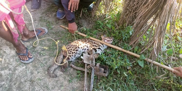 Leopard rescued at Aaulaguri village in Kokrajhar