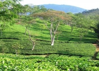 KSU demands implementation of JHADC Tea Plantation Scheme in Khanduli
