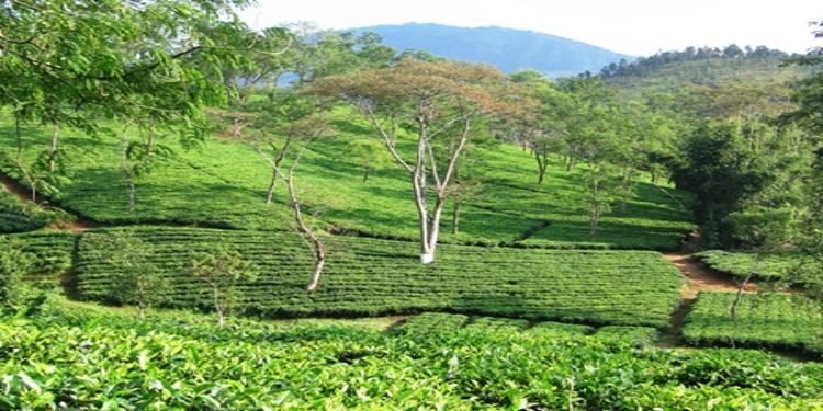 KSU demands implementation of JHADC Tea Plantation Scheme in Khanduli