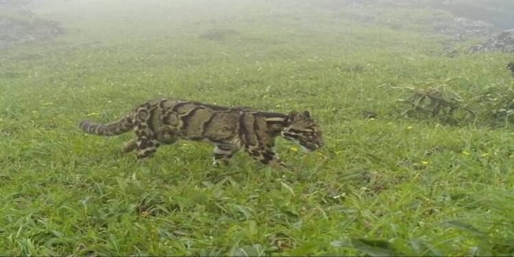 Clouded Leopards Kiss Clouds Atop Nagaland Peak