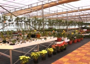 Floriculture Expo cum Sale at the IBSD, Upper Shillong