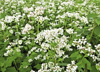 Farmer’s Orientation Workshop on Buckwheat