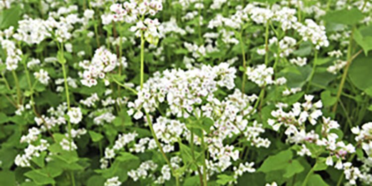 Farmer’s Orientation Workshop on Buckwheat
