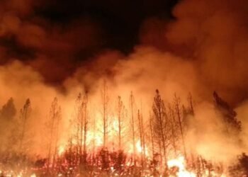 Peoples Biodiversity and Forest Fire App launched